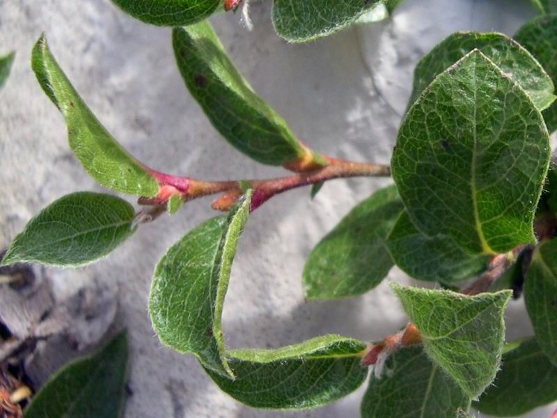 Altra piccola arborea montana..- Salix sp,